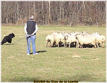 le bouvier des flandres et les moutons - Elevage du CLOS DE LA LUETTE - COPYRIGHT DEPOSE